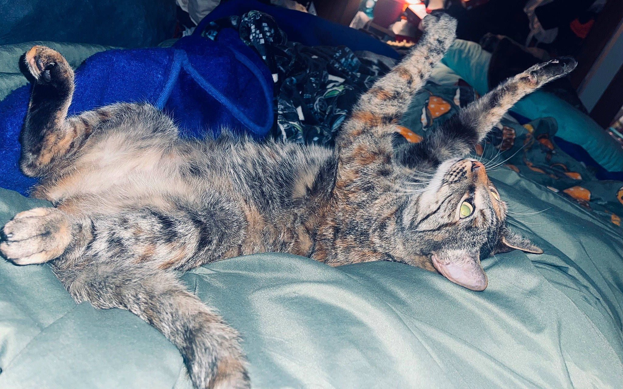 Stella is registered to the contest to win money with this photo: carnivore, cat, claw, cloud, domestic_short_haired_cat, electric_blue, feather, felidae, flesh, fur, human_leg, nap, pattern, paw, sleep, small_to_medium_sized_cats, tail, terrestrial_animal, whiskers, wildlife