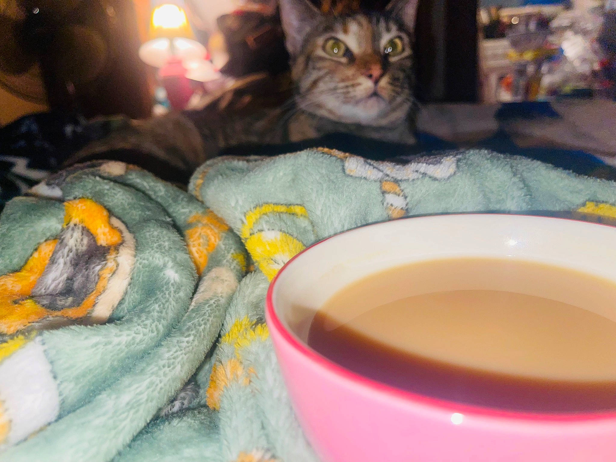 Stella is registered to the contest to win money with this photo: carnivore, cat, cat_supply, cup, dishware, domestic_short_haired_cat, drink, drinkware, felidae, food, fur, ingredient, porcelain, serveware, small_to_medium_sized_cats, tableware, tea, teacup, whiskers