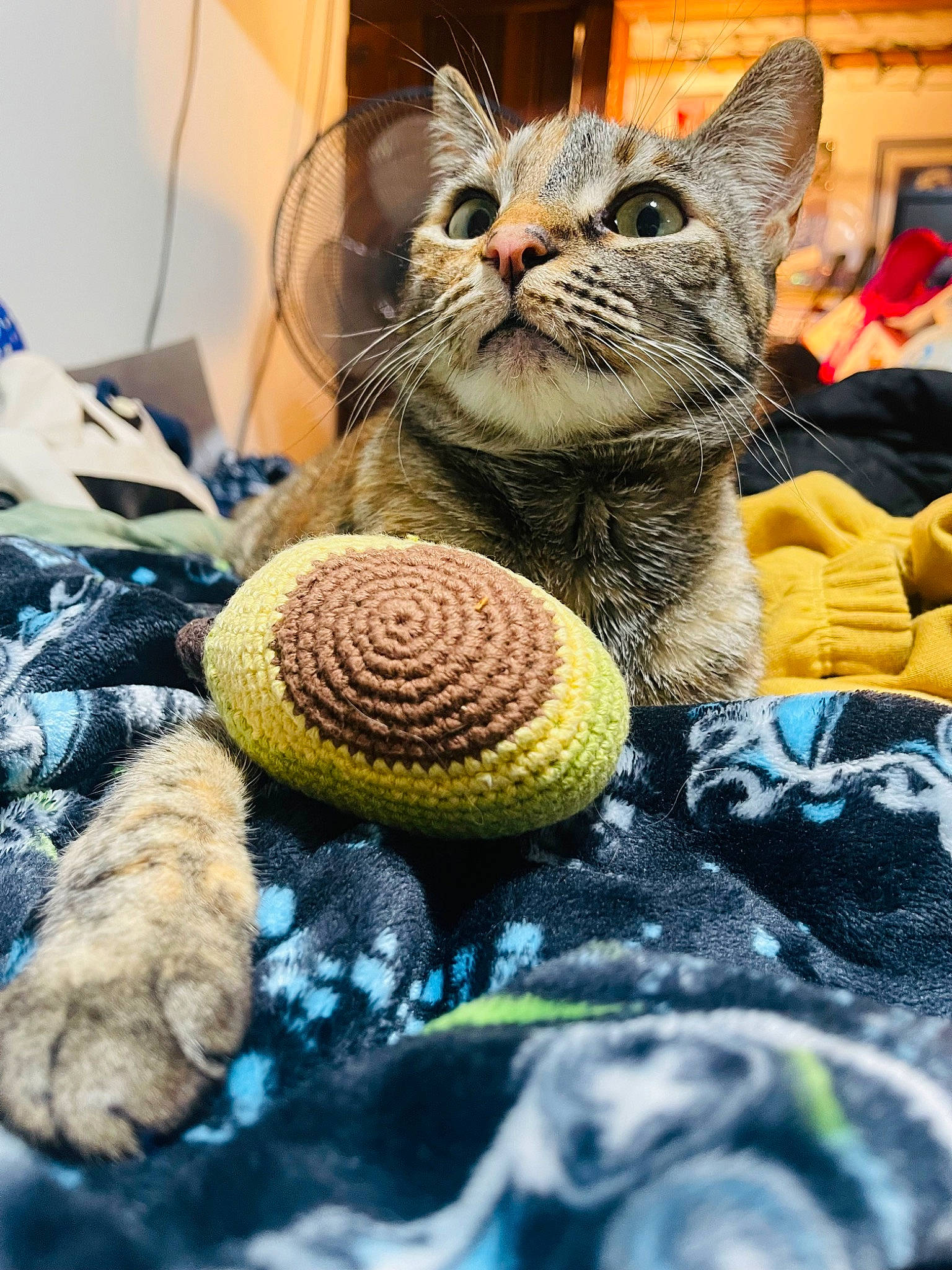 Stella is registered to the contest to win money with this photo: art, ball, cat, craft, creative_arts, crochet, domestic_short_haired_cat, fawn, felidae, fur, plant, plush, small_to_medium_sized_cats, sports_equipment, stuffed_toy, thread, toy, whiskers, wool, woolen