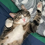 Pistache participe au concours pour gagner de l'argent avec cette photo : animal, bed, bedroom, blanket, cat, couch, cushion, face, furniture, head, homedecor, indoors, kitten, manx, person, pet, photography, portrait, quilt, sleeping