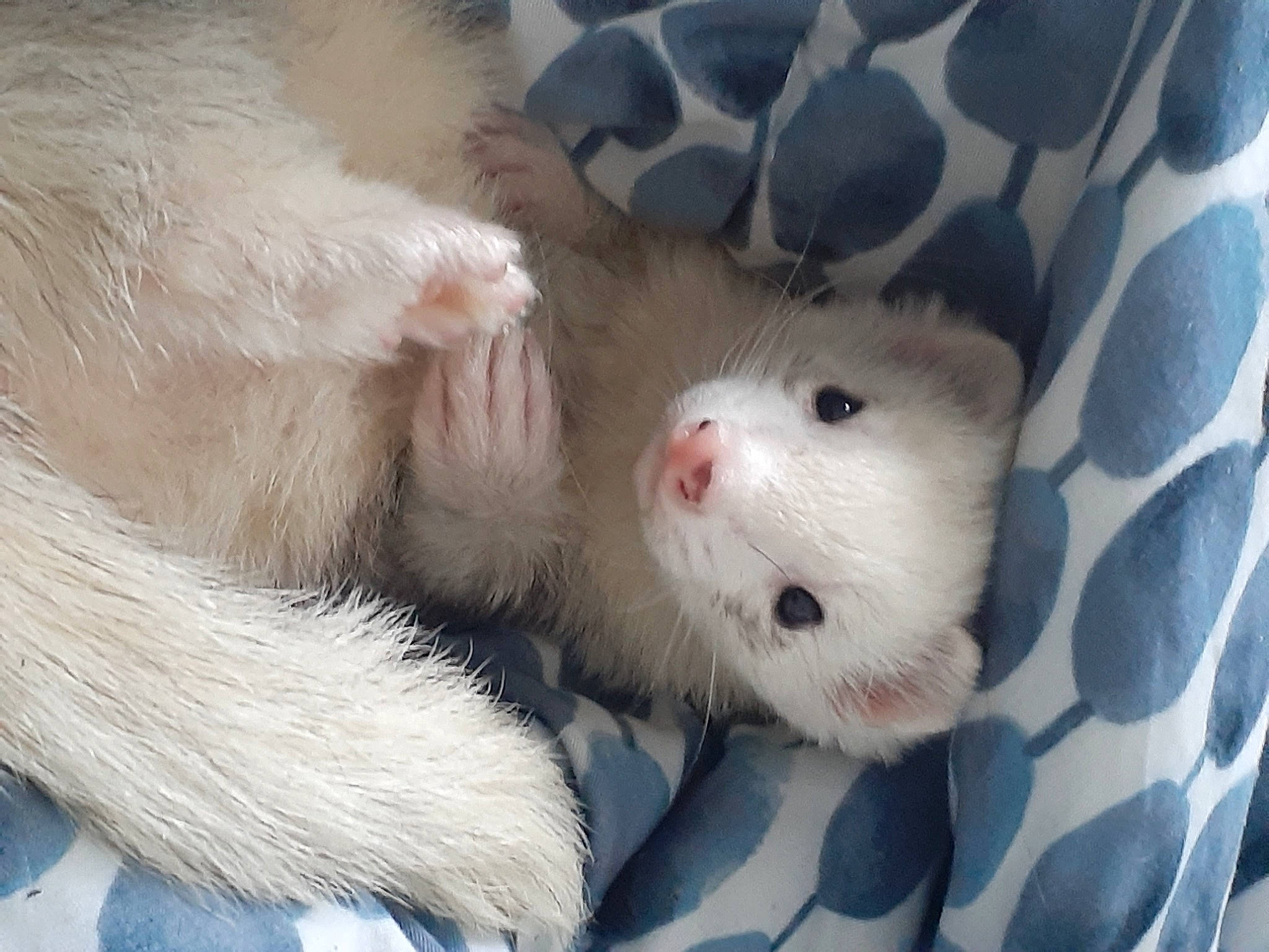 Charlo participe au concours pour gagner de l'argent avec cette photo : carnivore, claw, fawn, ferret, fur, mustelidae, mustelinae, paw, rat, skin, snout, whiskers