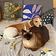Roudoudou participe au concours pour gagner de l'argent avec cette photo : animal, blanket, brown_and_white_dog, cat, companion, couch, cozy, cute, dog, domestic, furniture, indoor, patterned, pet, pillow, relaxing, resting, siamese_cat, sleepy, snuggling