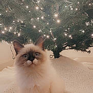 Meera joined the competition — help win amazing prizes! angora, animal, cat, face, flower, head, kitten, light, lighting, manx, nature, outdoors, person, pet, photography, plant, portrait, siamese, tree, wood