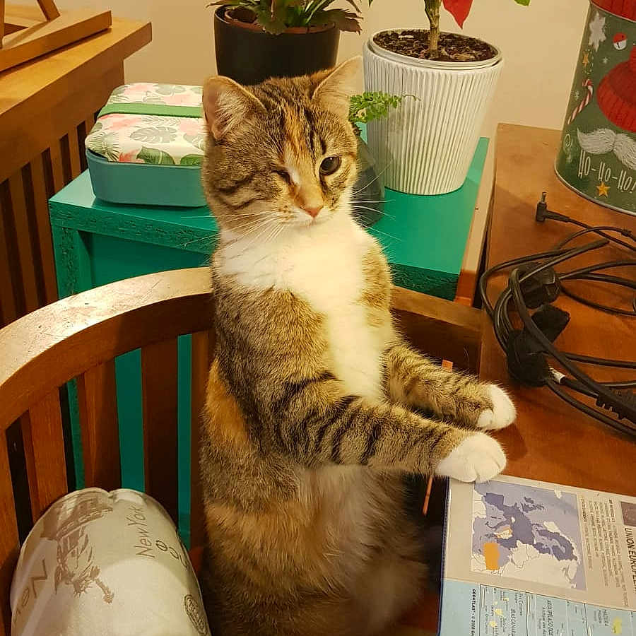 Thémis participe au concours pour gagner de l'argent avec cette photo : carnivore, cat, comfort, domestic_short_haired_cat, fawn, felidae, flower, flowerpot, fur, grass, houseplant, plant, room, small_to_medium_sized_cats, tail, terrestrial_plant, tree, whiskers, window, wood