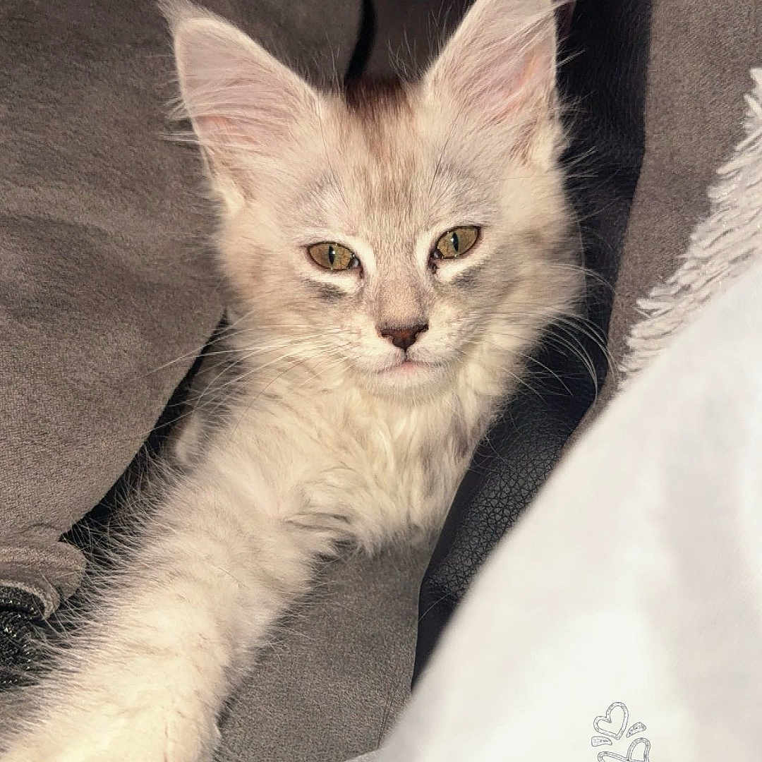 Athéna participe au concours pour gagner de l'argent avec cette photo : animal, blanket, cat, closeup, cozy, cushion, cute, ears, eyes, feline, fur, indoor, kitten, paw, pet, relaxed, resting, soft, whiskers, young