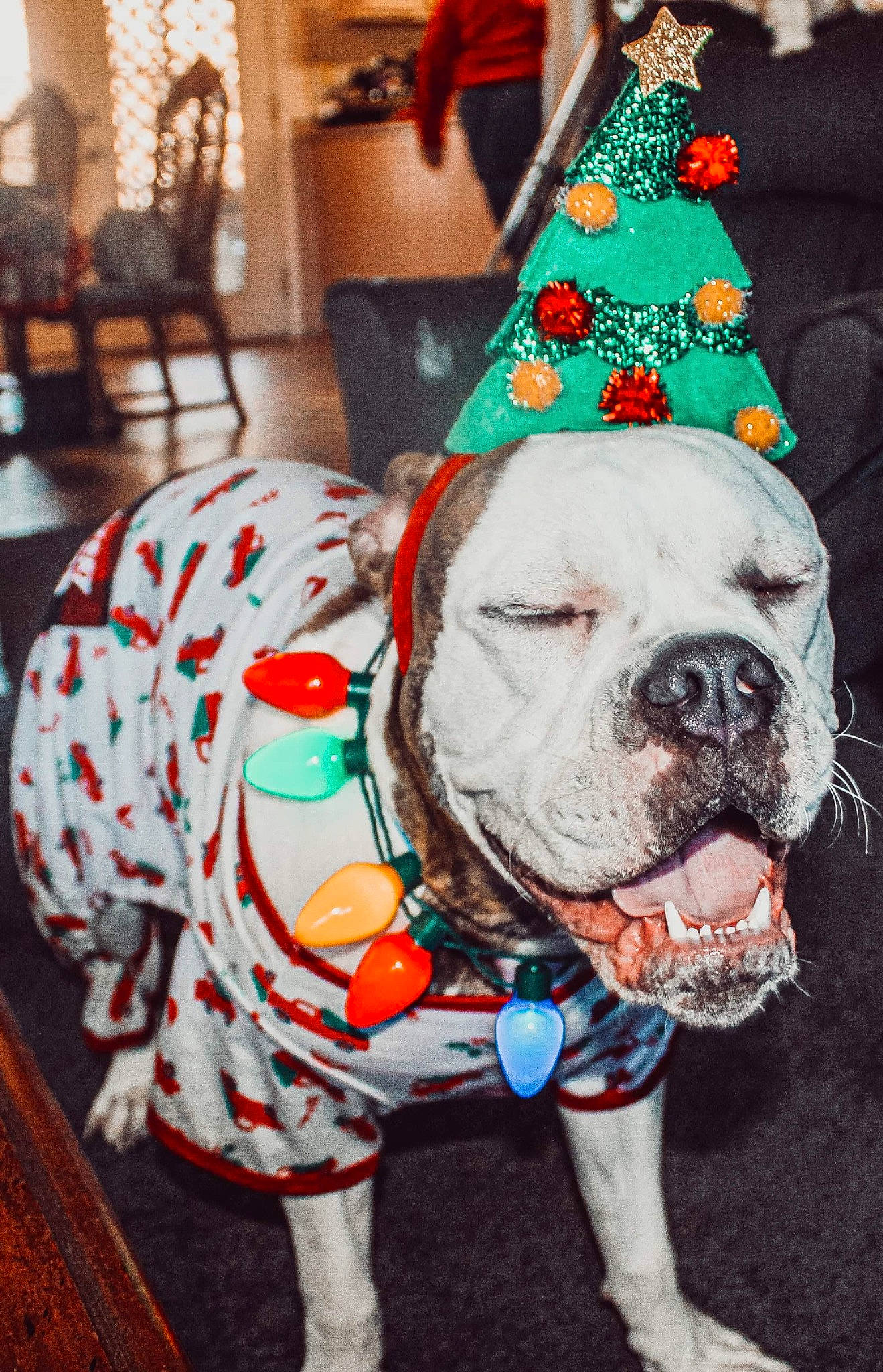 Memphis joined the competition — help win amazing prizes! bulldog, carnivore, collar, companion_dog, cone, costume_hat, dog, dog_breed, dog_clothes, dog_supply, event, fawn, fur, holiday, party_hat, party_supply, santa_claus, snout, sporting_group, working_animal