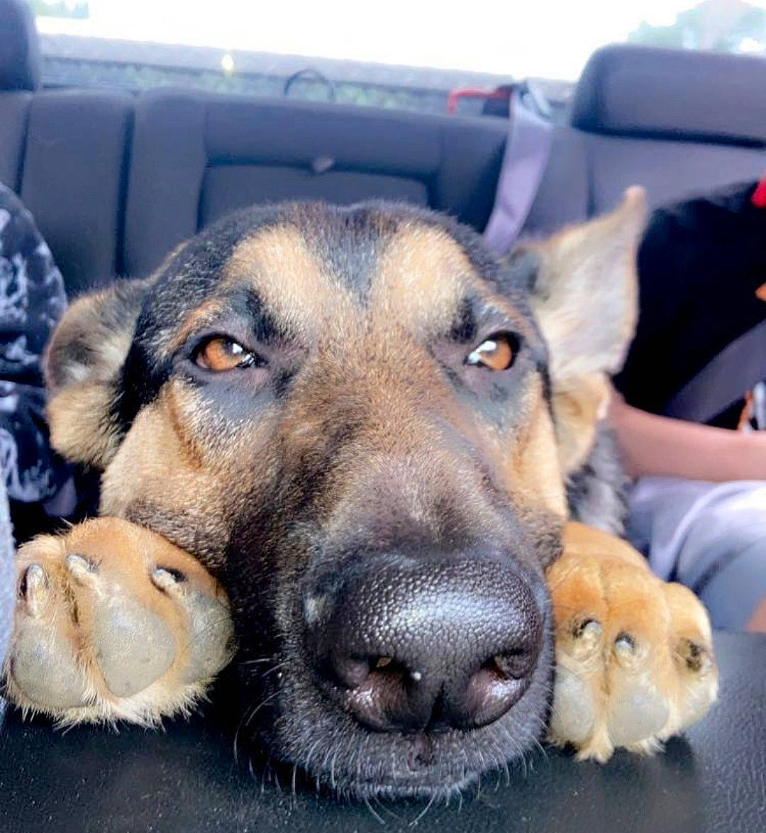 Opie joined the competition — help win amazing prizes! canidae, carnivore, comfort, companion_dog, dog, dog_breed, ear, eye, fawn, fur, german_shepherd_dog, happy, paw, puppy_love, selfie, snout, sporting_group, street_dog, whiskers, working_animal