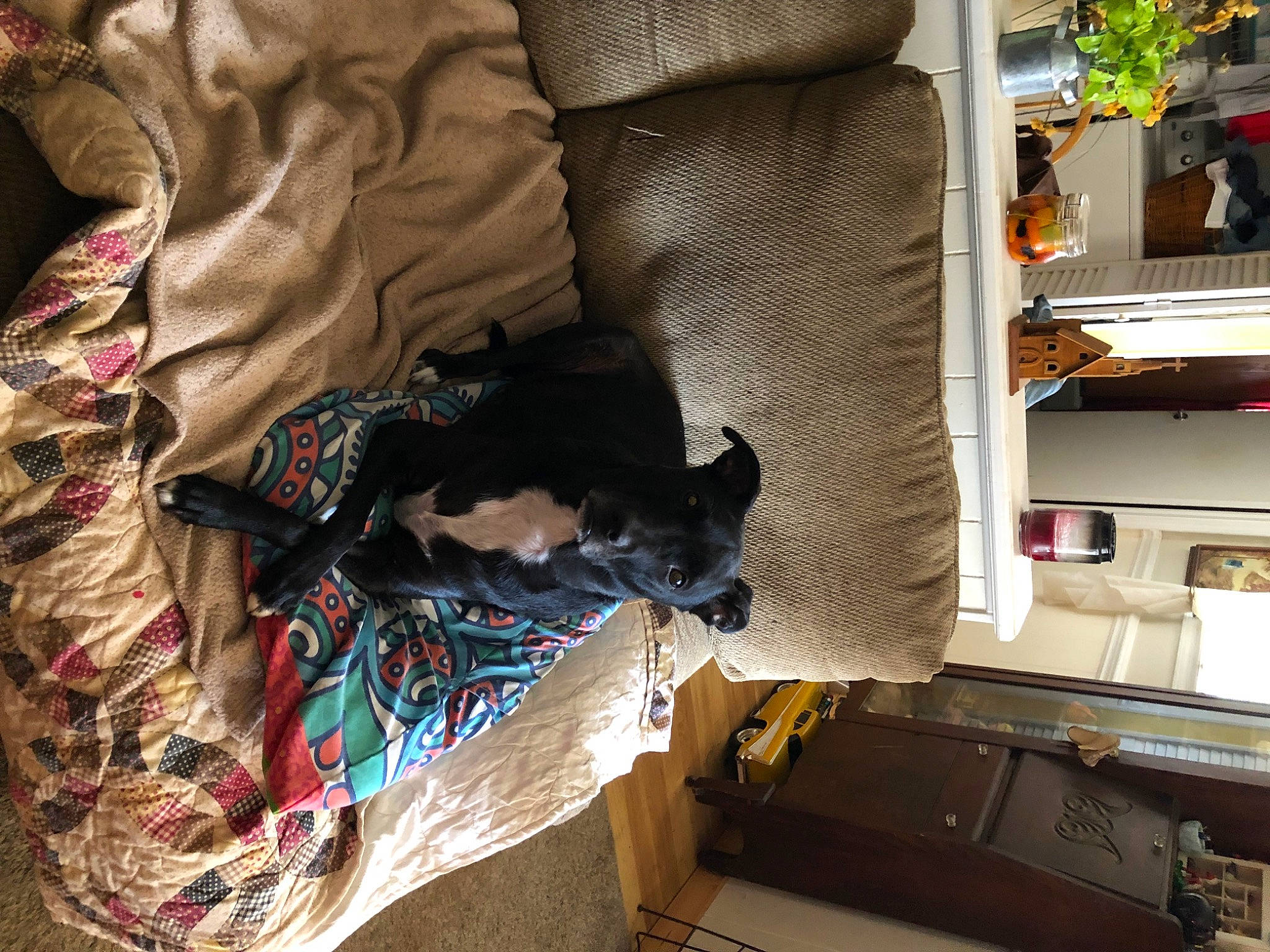 Lucy joined the competition — help win amazing prizes! automotive_exterior, bag, baggage, carnivore, cat, comfort, companion_dog, felidae, fur, linens, machine, plant, room, small_to_medium_sized_cats, textile, trunk, vehicle_door