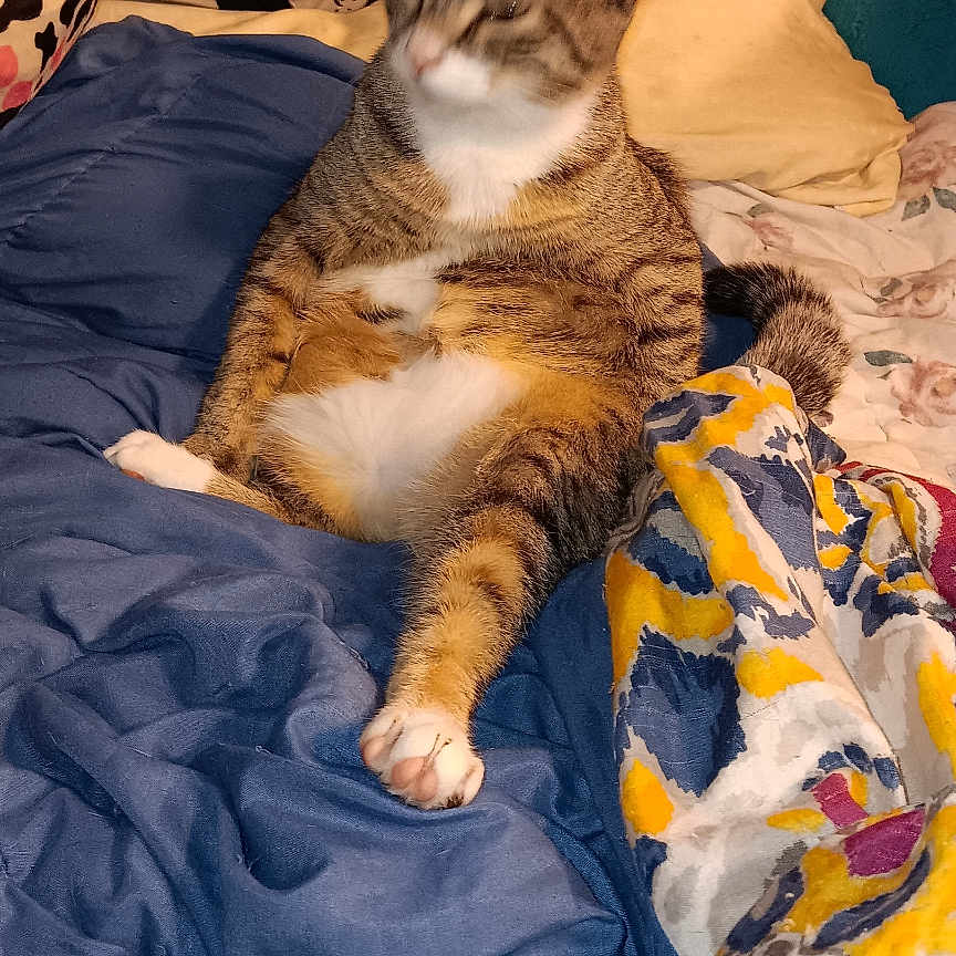 Ali Belly
