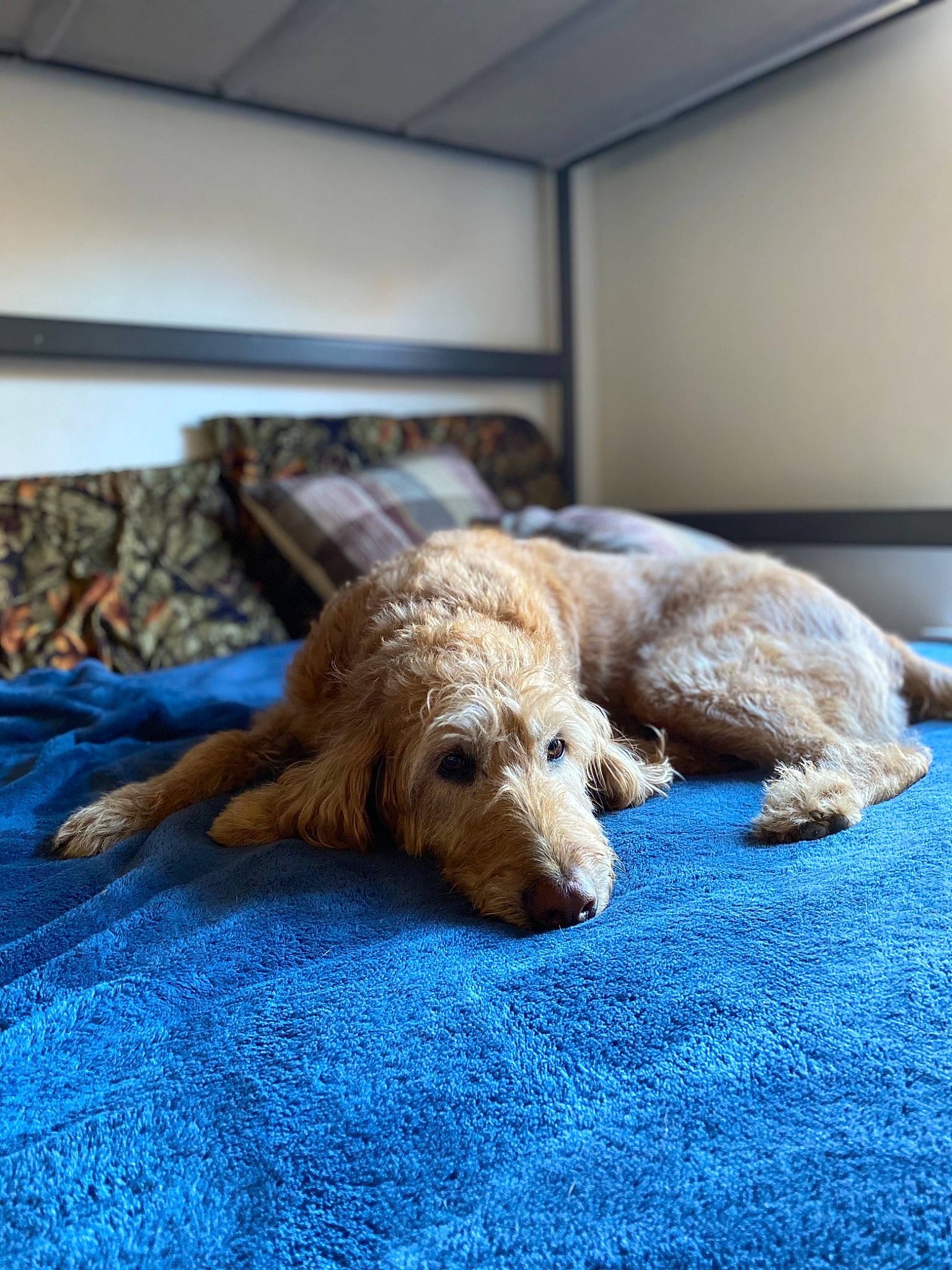 Chunky Fella joined the competition — help win amazing prizes! canidae, carnivore, companion_dog, dog, dog_breed, goldendoodle, mammal, sporting_group