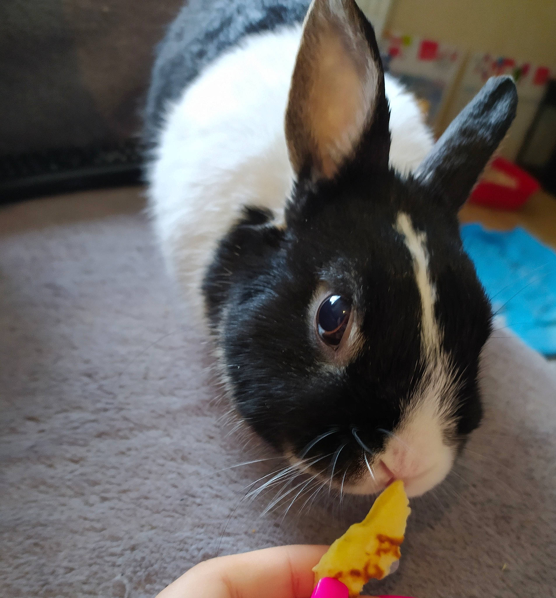 Pimousse a rejoint le concours — aidez-le/la à gagner de superbes lots ! claw, domestic_rabbit, ear, easter_bunny, fawn, iris, nose, plant, rabbit, rabbits_and_hares, skin, snout, tail, whiskers