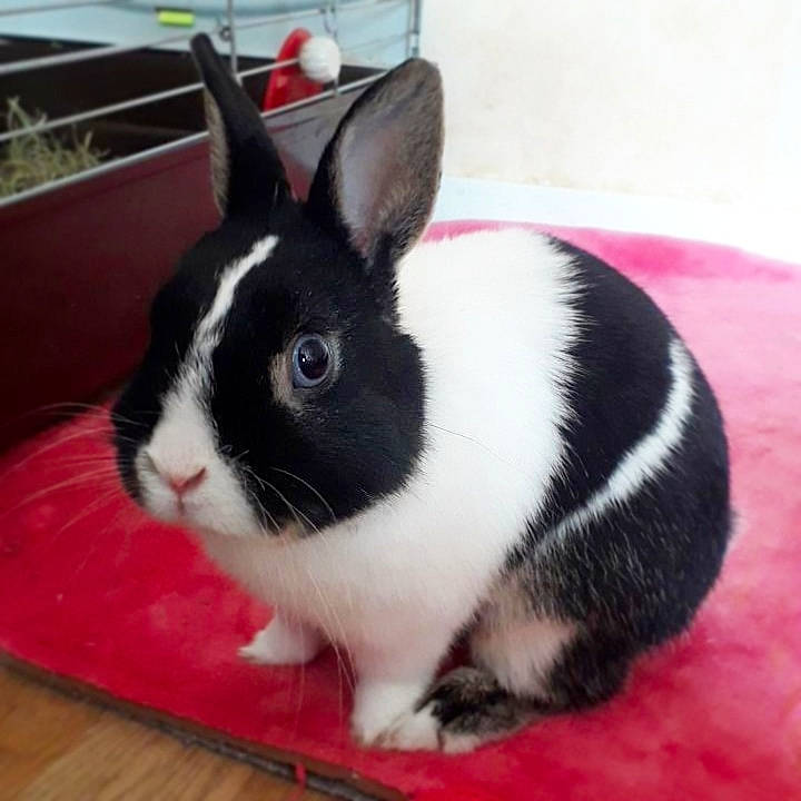 Pimousse participe au concours pour gagner de l'argent avec cette photo : black_and_white, domestic_rabbit, ear, fawn, fur, mammal, rabbit, rabbits_and_hares, snout, vertebrate, whiskers