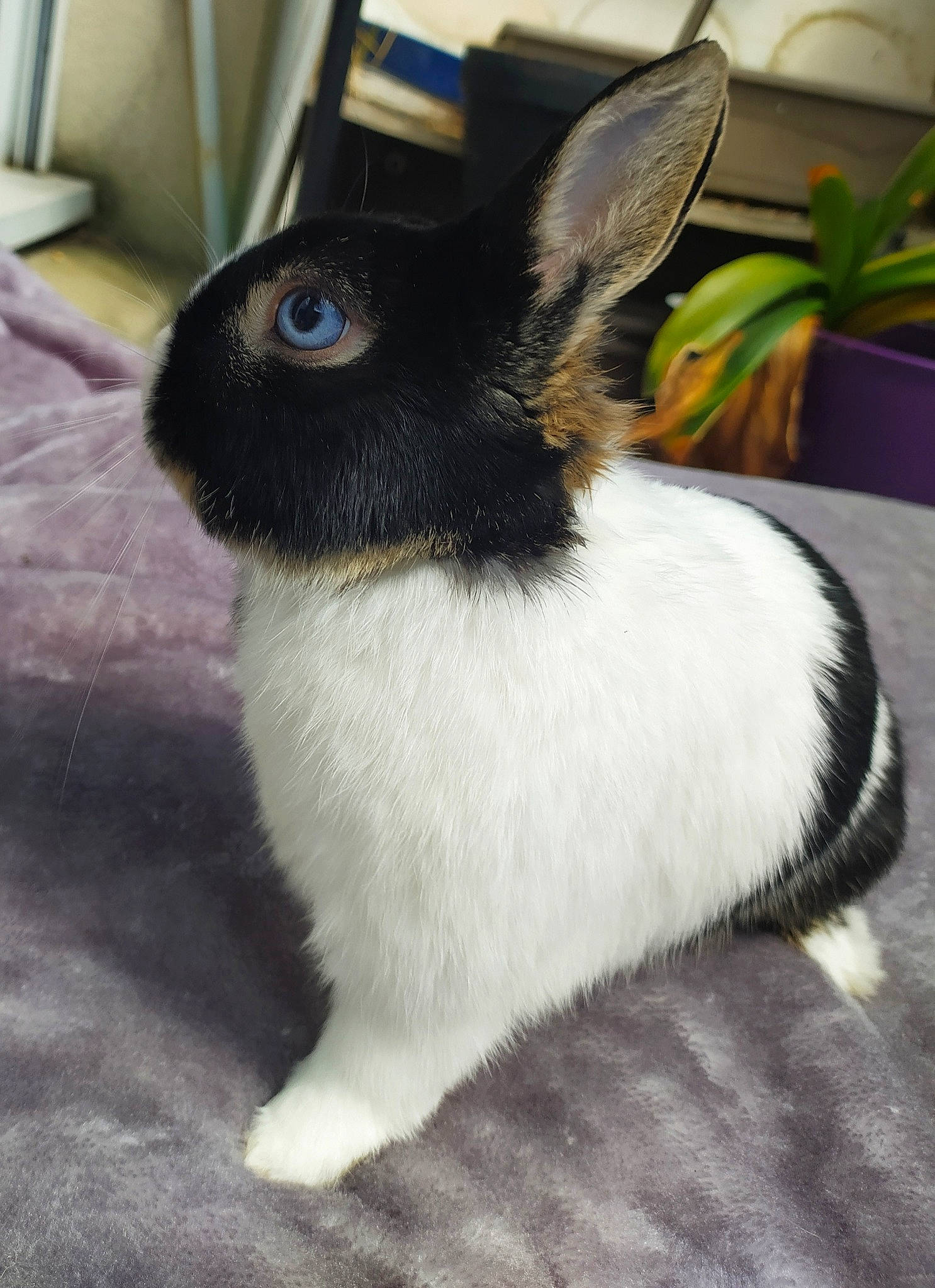 Pimousse a rejoint le concours — aidez-le/la à gagner de superbes lots ! domestic_rabbit, ear, fawn, rabbit, rabbits_and_hares, snout, tail, whiskers