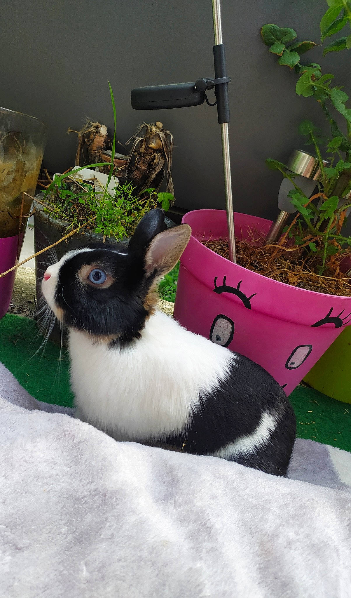 Pimousse participe au concours pour gagner de l'argent avec cette photo : cat, domestic_rabbit, fawn, grass, plant, rabbit, rabbits_and_hares, whiskers