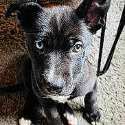 Joe a rejoint le concours — aidez-le/la à gagner de superbes lots ! dog, puppy, heterochromia, blue_eye, brown_eye, close_up, portrait, pet, indoors, rug, paws, nose, black_fur, ears, whiskers, looking_up, curious, wooden_table, metal_leg, flooring