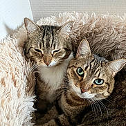 Dolce Et Gabana participe au concours pour gagner de l'argent avec cette photo : cat, cats, tabby_cat, pet, pair, cozy_bed, plush_bed, fur, whiskers, green_eyes, close_up, portrait, indoor, wall, ears, paws, cuddling, resting, domestic_animal, soft_texture