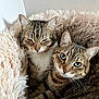 cat, cats, tabby_cat, pet, pair, cozy_bed, plush_bed, fur, whiskers, green_eyes, close_up, portrait, indoor, wall, ears, paws, cuddling, resting, domestic_animal, soft_texture