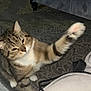 cat, tabby_cat, pet, paw, paw_in_air, indoor, carpet, couch, furniture, whiskers, fur, closeup, portrait, domestic_animal, playful, pouncing, home_interior, fluffy, relaxed, curious