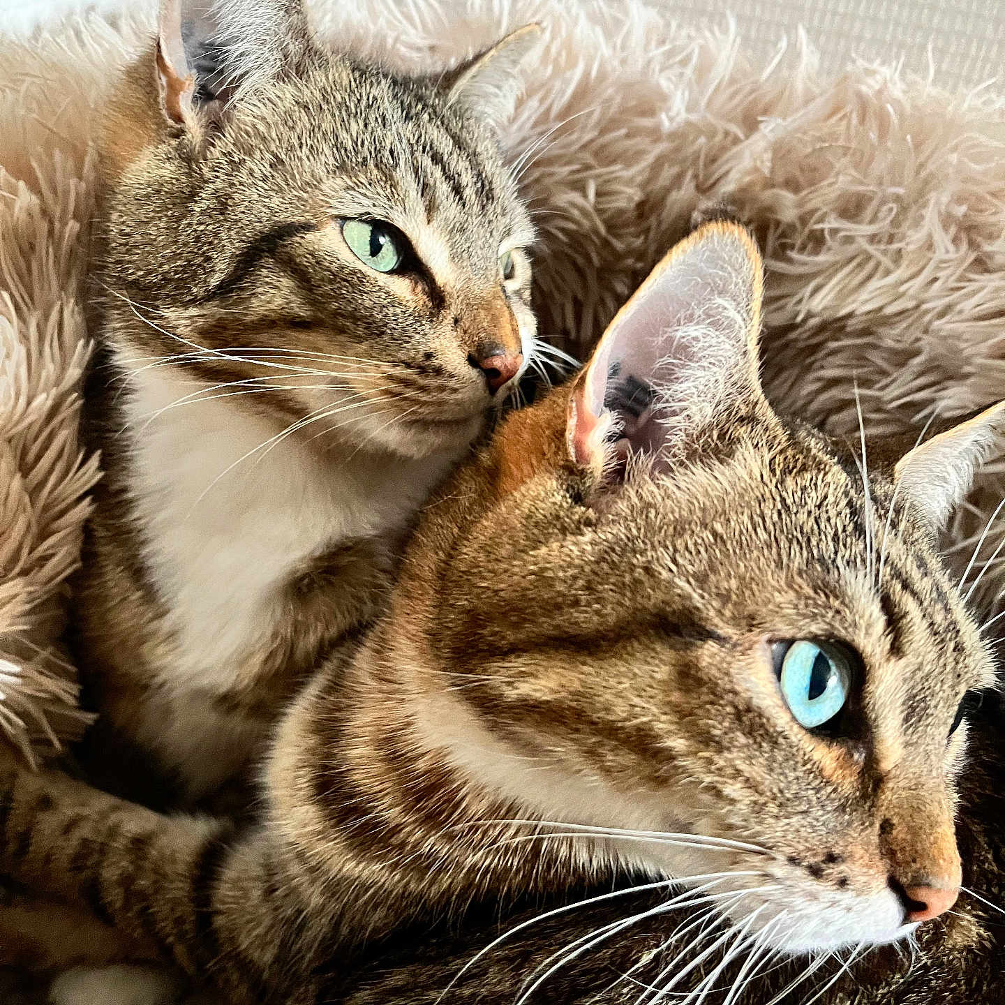 Dolce Et Gabana participe au concours pour gagner de l'argent avec cette photo : bed, blue_eyes, cat, close_up, cozy, ears, feline, fur, green_eyes, indoor, nose, pair, paws, pet, plush_blanket, portrait, resting, snuggling, tabby_cat, whiskers