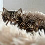 cat, cats, tabby, feline, pet, pair, fur, cozy, bed, blanket, plush, furry, sleepy, resting, portrait, indoor, close_up, whiskers, ears, soft_texture