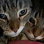 cat, tabby_cat, two_cats, close_up, eyes, whiskers, fur, nose, portrait, pet, indoor, cuddling, pair, feline, cozy, intimate, face, gaze, snout, friendship