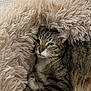 cat, tabby_cat, pet, fur, fluffy_blanket, cozy, indoor, portrait, closeup, whiskers, paw, relaxed, cute, sleepy, bedding, cushion, brown, striped, home, animal