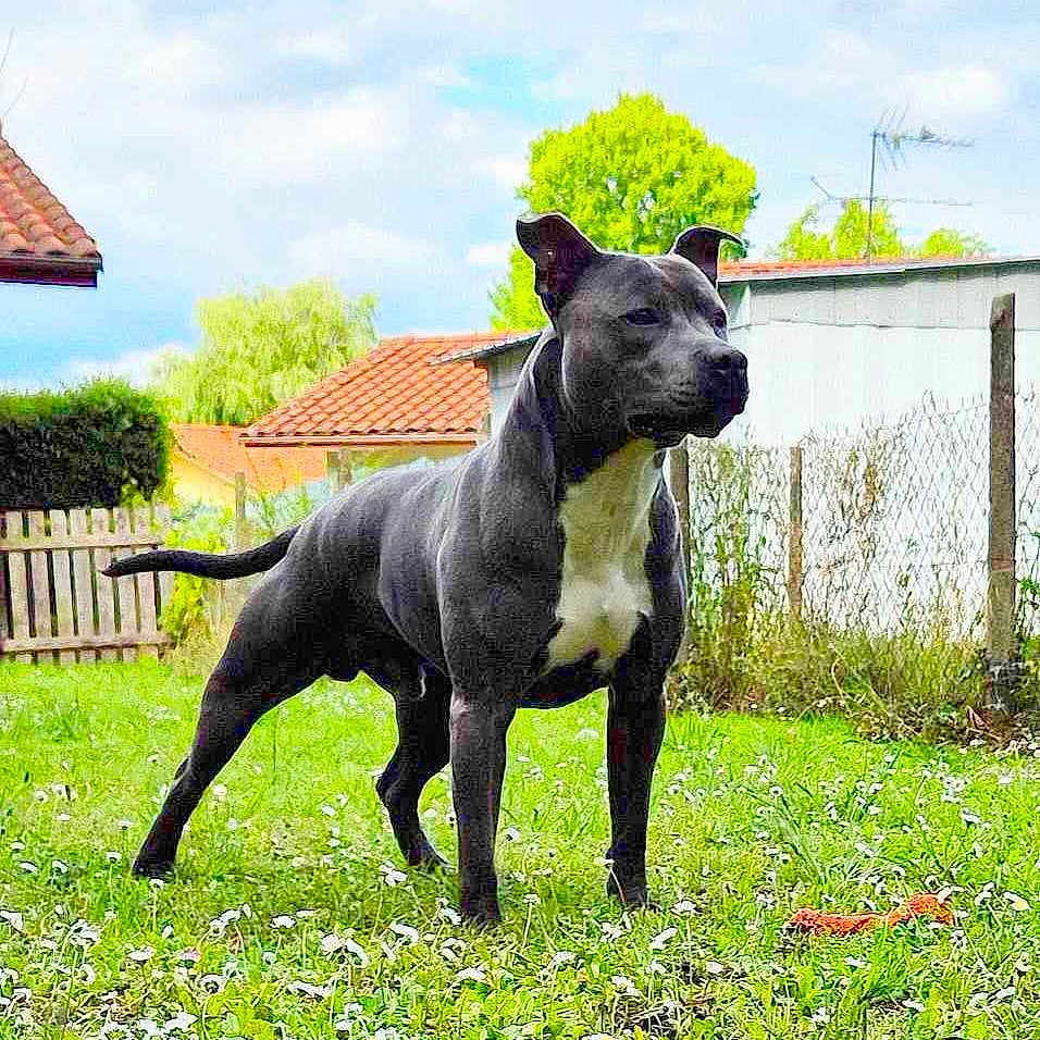 Tazer