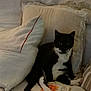 cat, tuxedo_cat, black_and_white, pillow, couch, book, indoor, pet, relaxed, cozy, furniture, reading, animal, domestic_cat, resting, cute, home, soft_lighting, lazy, paw