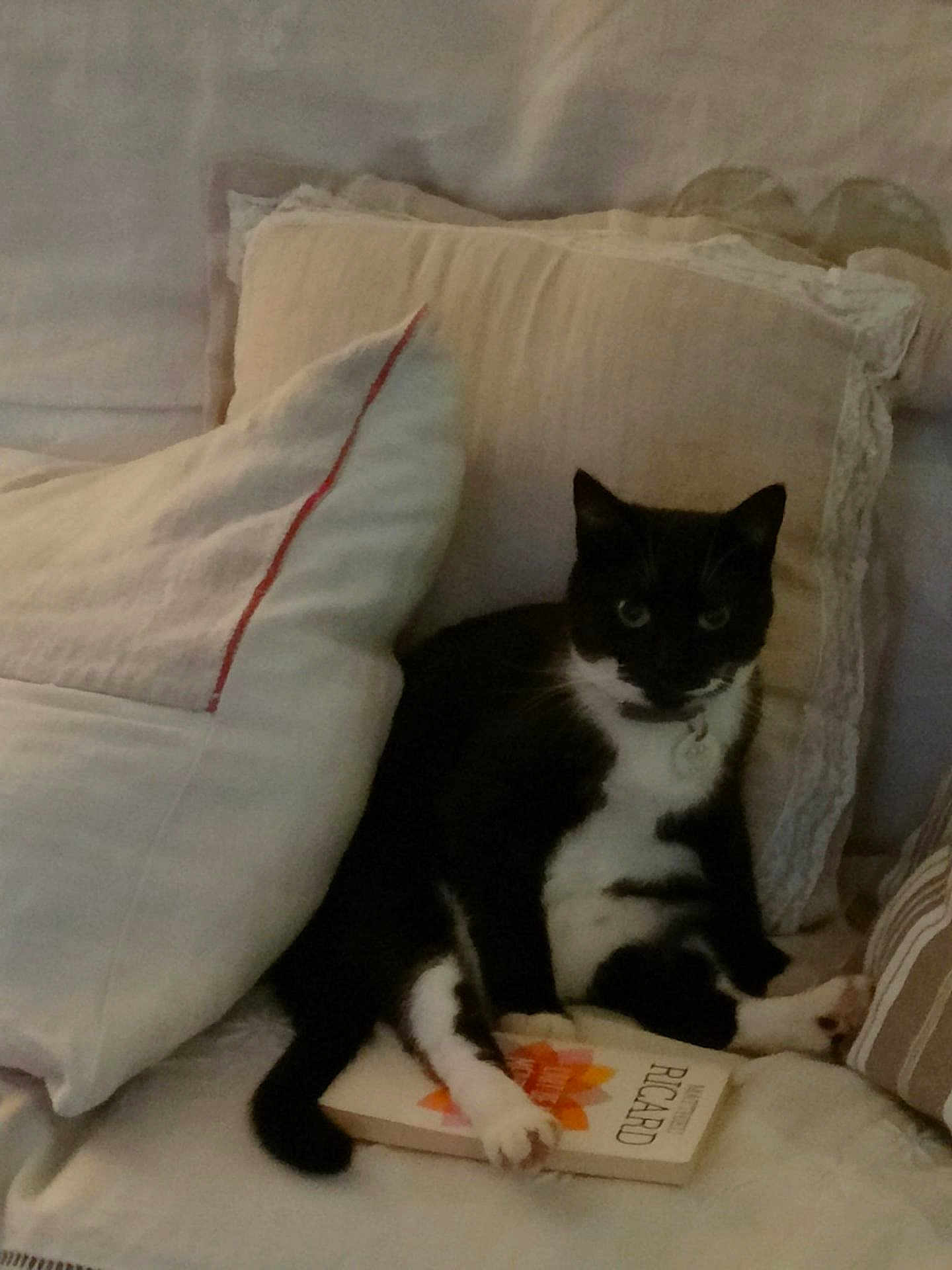 Pamplemousse participe au concours pour gagner de l'argent avec cette photo : cat, tuxedo_cat, black_and_white, pillow, couch, book, indoor, pet, relaxed, cozy, furniture, reading, animal, domestic_cat, resting, cute, home, soft_lighting, lazy, paw