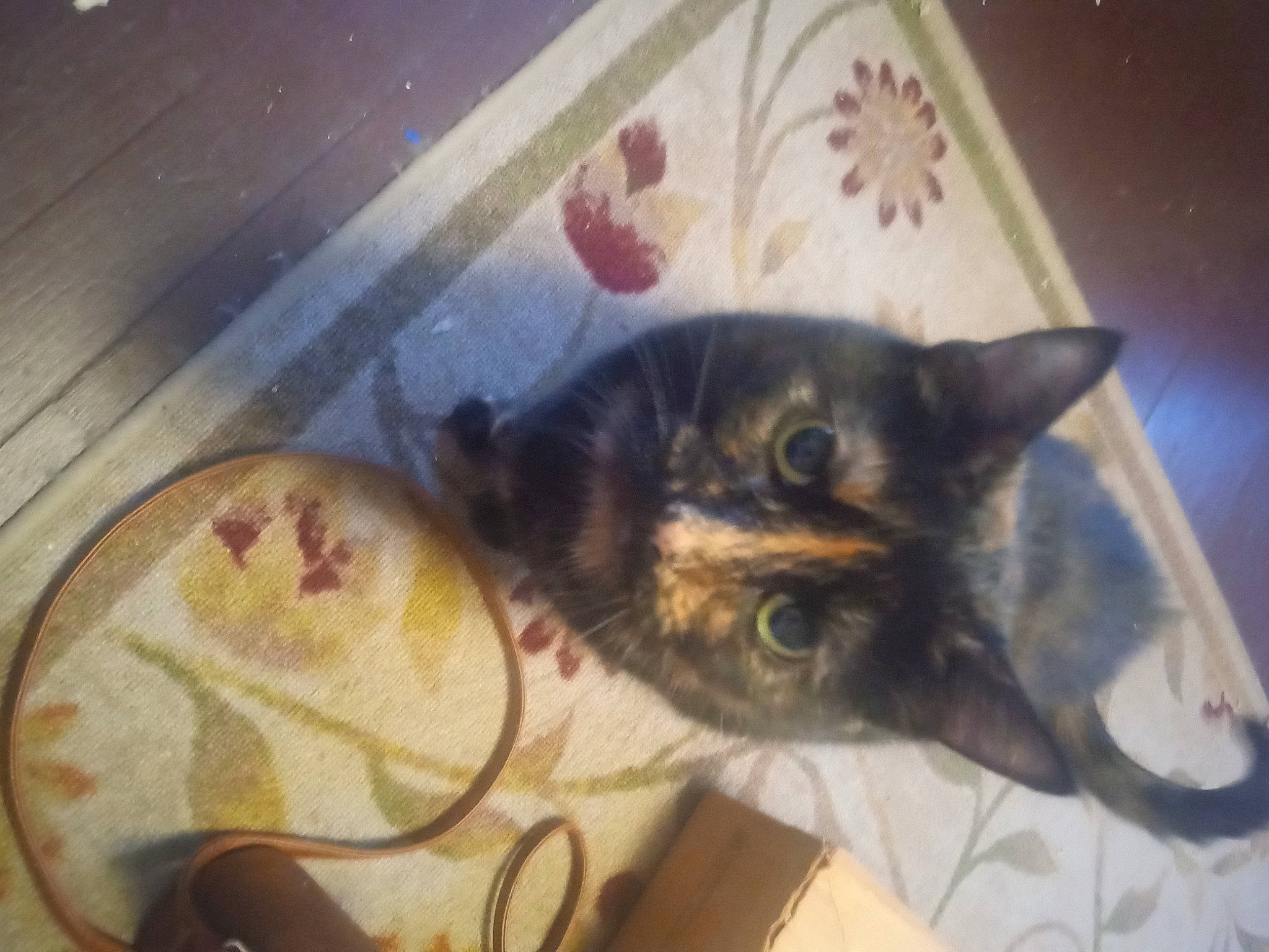 Lilly Lou Nichols joined the competition — help win amazing prizes! carnivore, cat, comfort, domestic_short_haired_cat, ear, felidae, fur, small_to_medium_sized_cats, snout, tail, visual_arts, whiskers