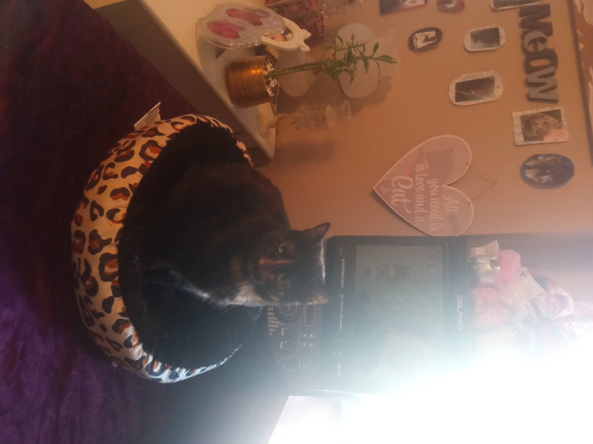 Lilly Lou Nichols joined the competition — help win amazing prizes! brown, carnivore, cat, comfort, darkness, domestic_short_haired_cat, eyewear, fashion_accessory, felidae, font, fur, gadget, hat, musical_instrument, room, small_to_medium_sized_cats, snapshot, tail, tree, whiskers