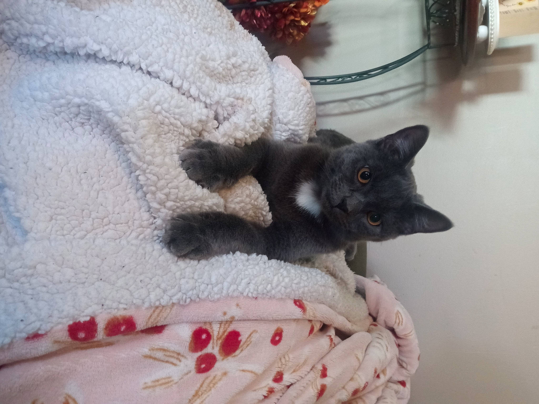 Gracie Ann Nichols joined the competition — help win amazing prizes! black_cat, bombay, carnivore, cat, cat_supply, claw, comfort, dog_breed, domestic_short_haired_cat, felidae, flooring, fur, grey, linens, paw, room, small_to_medium_sized_cats, snout, tail, whiskers