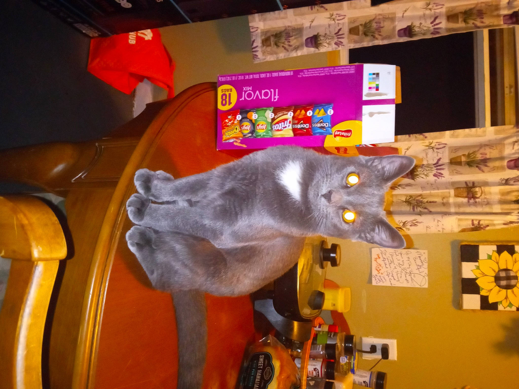 Gracie Ann Nichols joined the competition — help win amazing prizes! cat, felidae, fun, russian_blue, small_to_medium_sized_cats, snout, toy, visual_arts, working_animal, yellow