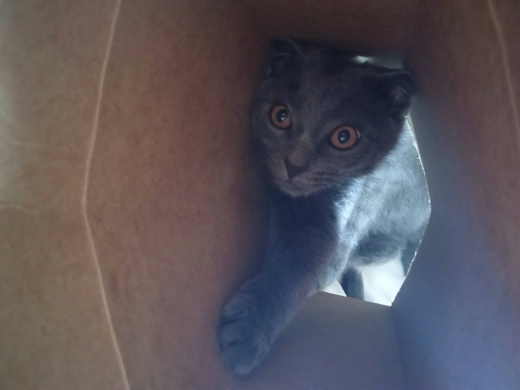 Gracie Ann Nichols joined the competition — help win amazing prizes! carnivore, cat, domestic_short_haired_cat, ear, felidae, fur, grey, russian_blue, small_to_medium_sized_cats, tail, whiskers, window, wood