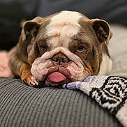 Peaches joined the competition — help win amazing prizes! bulldog, dog, pet, tongue_out, wrinkles, close_up, resting, couch, blanket, cozy, indoors, animal, mammal, brown_and_white, cute, portrait, face, fur, relaxed, companion