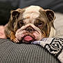 bulldog, dog, pet, tongue_out, wrinkles, close_up, resting, couch, blanket, cozy, indoors, animal, mammal, brown_and_white, cute, portrait, face, fur, relaxed, companion
