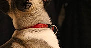 Tyra participe au concours pour gagner de l'argent avec cette photo : cat, feline, pet, animal, profile, sitting, collar, red_collar, short_hair, gray_fur, white_fur, brown_fur, tongue, whiskers, ears, back, indoor, portrait, shallow_depth_of_field, bokeh