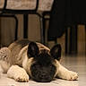 puppy, dog, akita, lying_down, paws, ears, black_face, fluffy, fur, indoor, tile_floor, home, furniture, portrait, pet, cute, calm, resting, brown_and_white, warm_lighting