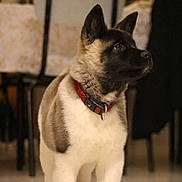 Tyra a rejoint le concours — aidez-le/la à gagner de superbes lots ! dog, canine, standing, portrait, black_and_cream, red_collar, alert, pointed_ears, short_fur, indoor, dining_room, chairs, table, warm_lighting, candle, tile_floor, home, pet, looking_sideways, photography