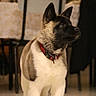 dog, canine, standing, portrait, black_and_cream, red_collar, alert, pointed_ears, short_fur, indoor, dining_room, chairs, table, warm_lighting, candle, tile_floor, home, pet, looking_sideways, photography