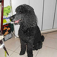 Beatricegarcia4695neuffr a rejoint le concours — aidez-le/la à gagner de superbes lots !