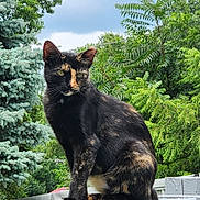 Simba is registered to the contest to win money with this photo: alert, animal, cat, cloudy, daytime, ears, fur, greenery, leaf, mammal, nature, outdoor, pet, rooftop, sitting, sky, tortoiseshell, tree, whiskers, wildlife