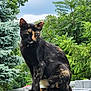 alert, animal, cat, cloudy, daytime, ears, fur, greenery, leaf, mammal, nature, outdoor, pet, rooftop, sitting, sky, tortoiseshell, tree, whiskers, wildlife