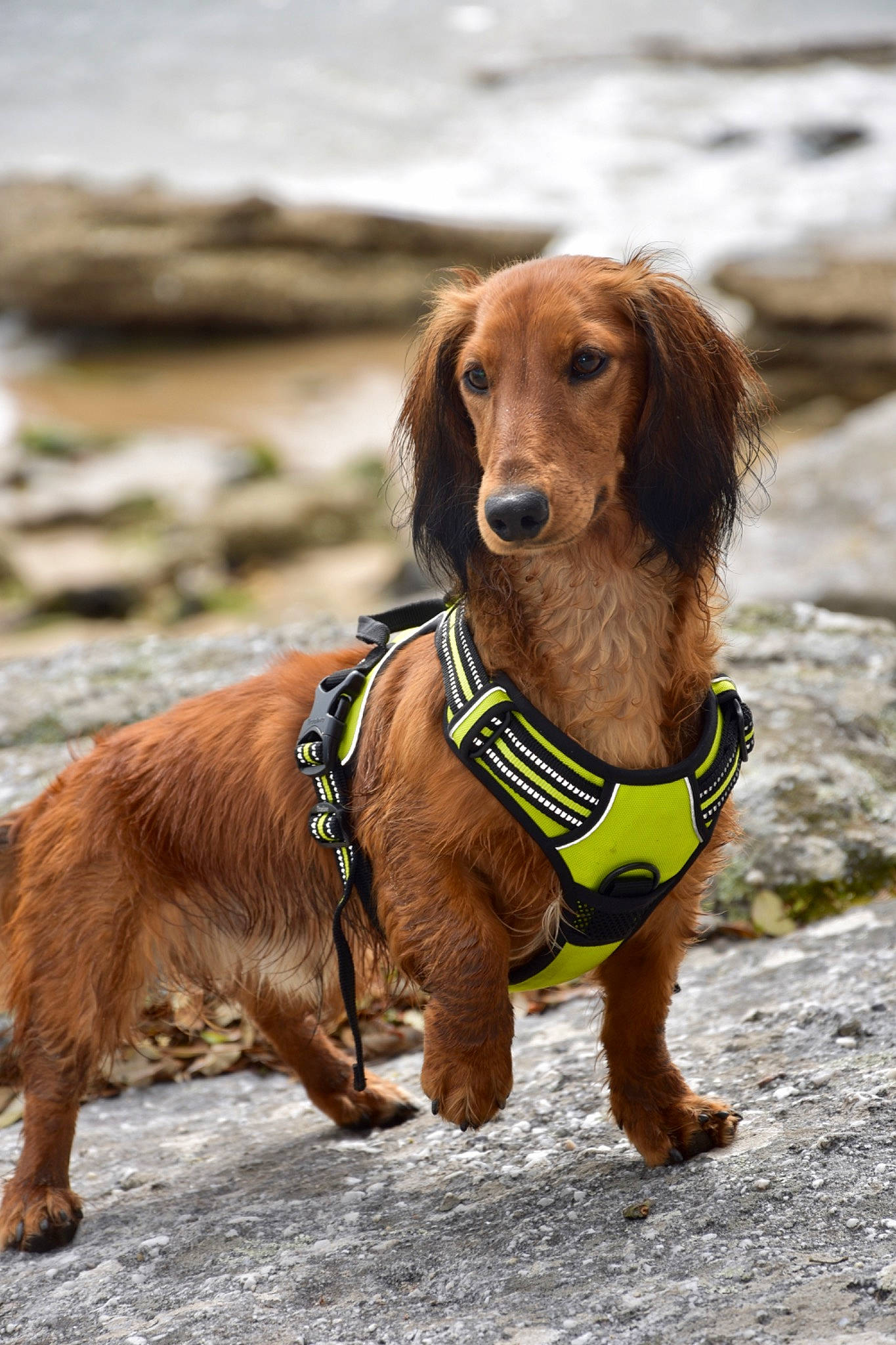 Philou participe au concours pour gagner de l'argent avec cette photo : canidae, carnivore, collar, companion_dog, dog, dog_breed, dog_collar, dog_supply, fashion_accessory, fawn, fur, hound, leash, liver, pet_supply, snout, sporting_group, street_fashion, terrestrial_animal, working_animal