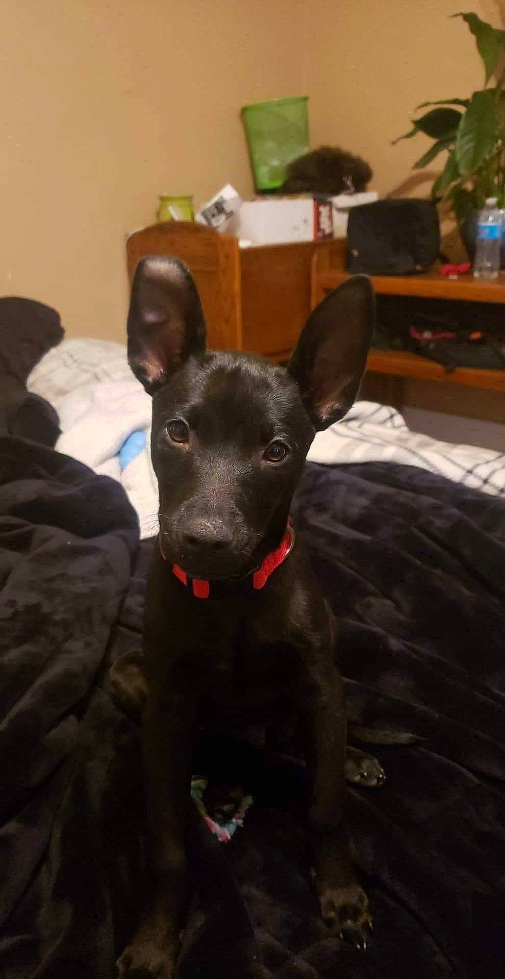 Lorenzo Spade Curtis