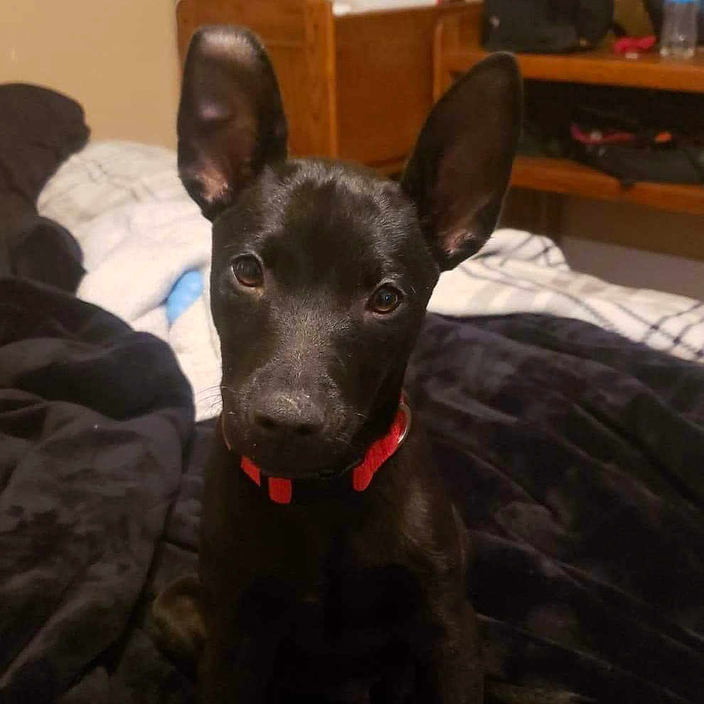 Lorenzo Spade Curtis