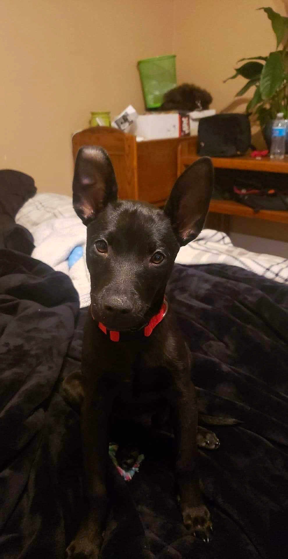 Lorenzo Spade Curtis