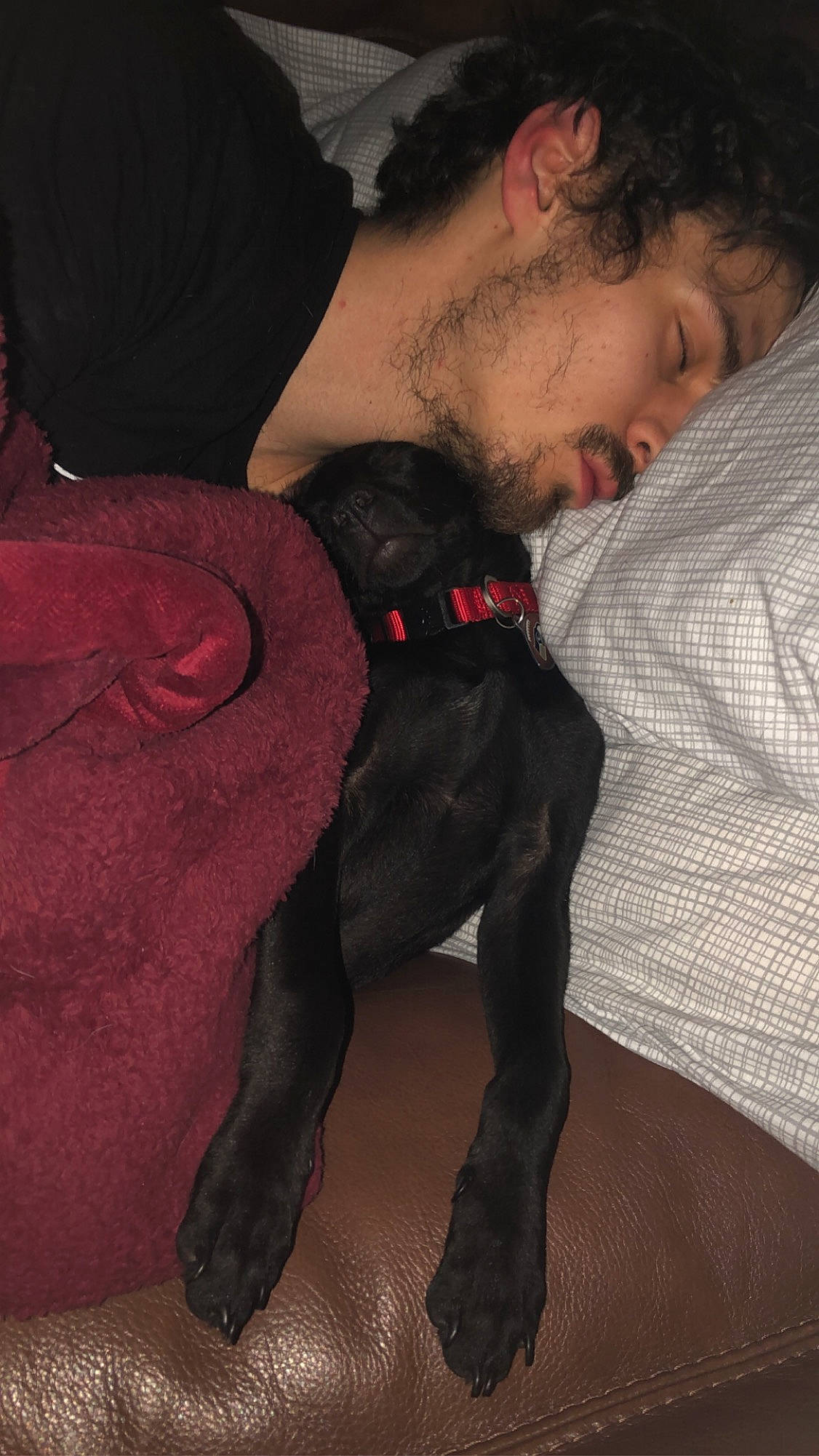 Lorenzo Spade Curtis is registered to the contest to win money with this photo: canidae, dog_breed, interaction, sporting_group