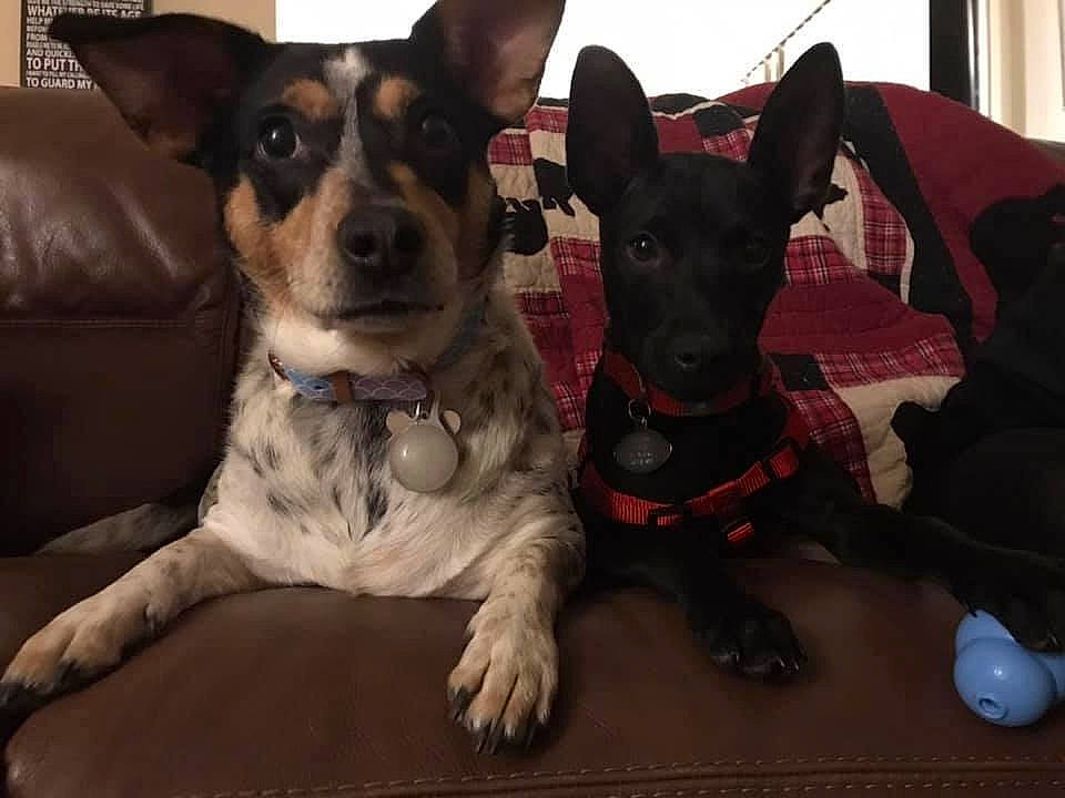 Lorenzo Spade Curtis joined the competition — help win amazing prizes! canidae, carnivore, companion_dog, dog, dog_breed, feist, mammal, miniature_fox_terrier, rare_breed_dog, rat_terrier, snout, teddy_roosevelt_terrier, tenterfield_terrier, terrier, toy_fox_terrier, vertebrate