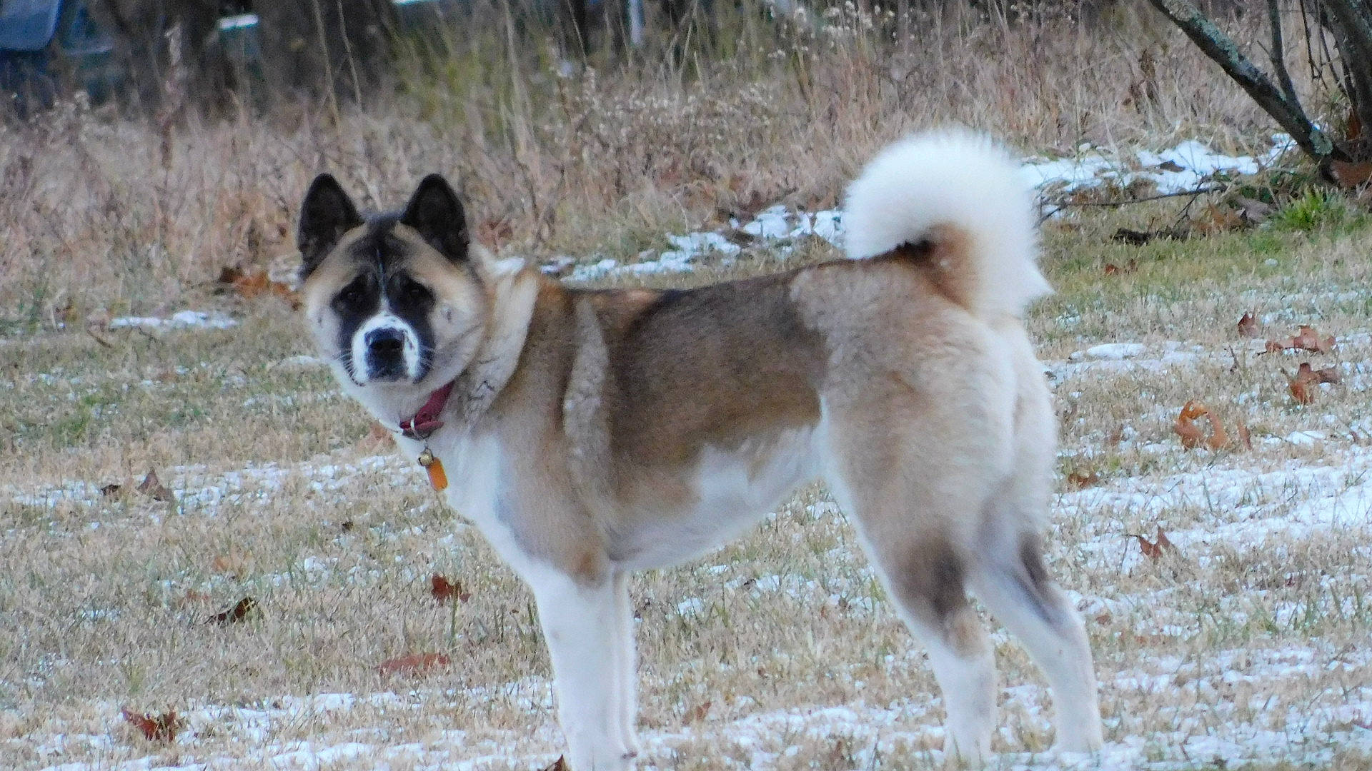 Kimber is registered to the contest to win money with this photo: akita, akita_inu, ancient_dog_breeds, canadian_eskimo_dog, canidae, carnivore, dog, dog_breed, east_siberian_laika, greenland_dog, hokkaido, jamthund, mammal, norwegian_buhund, norwegian_elkhound, rare_breed_dog, siberian_husky, sporting_group, vertebrate, west_siberian_laika